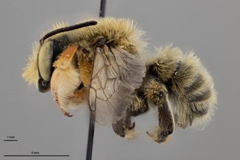 Media type: image;   Entomology 610875 Aspect: habitus lateral view